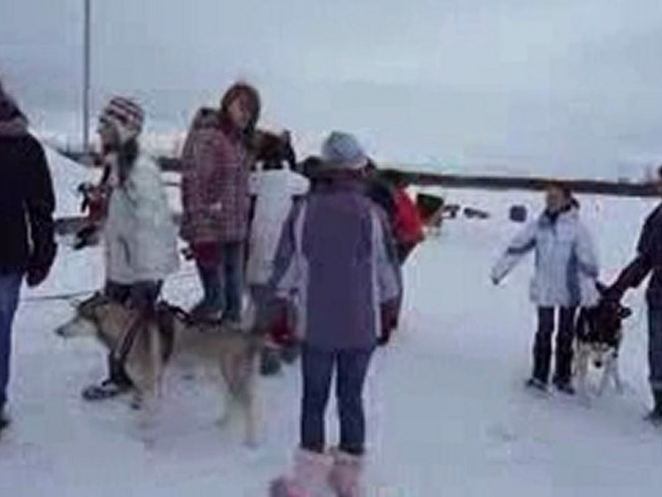 Chiens de traineau