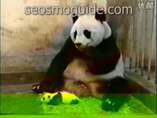 seosmoguide.com,lovely panda was scared by baby