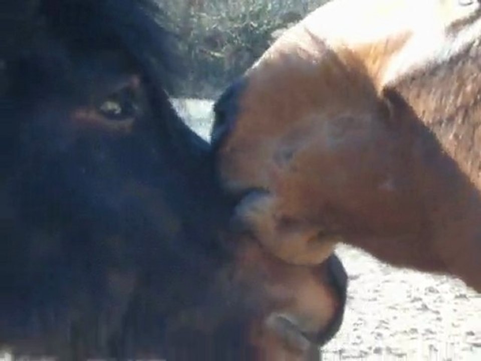 Ténor : par amour des poons 2  le 08.03.10