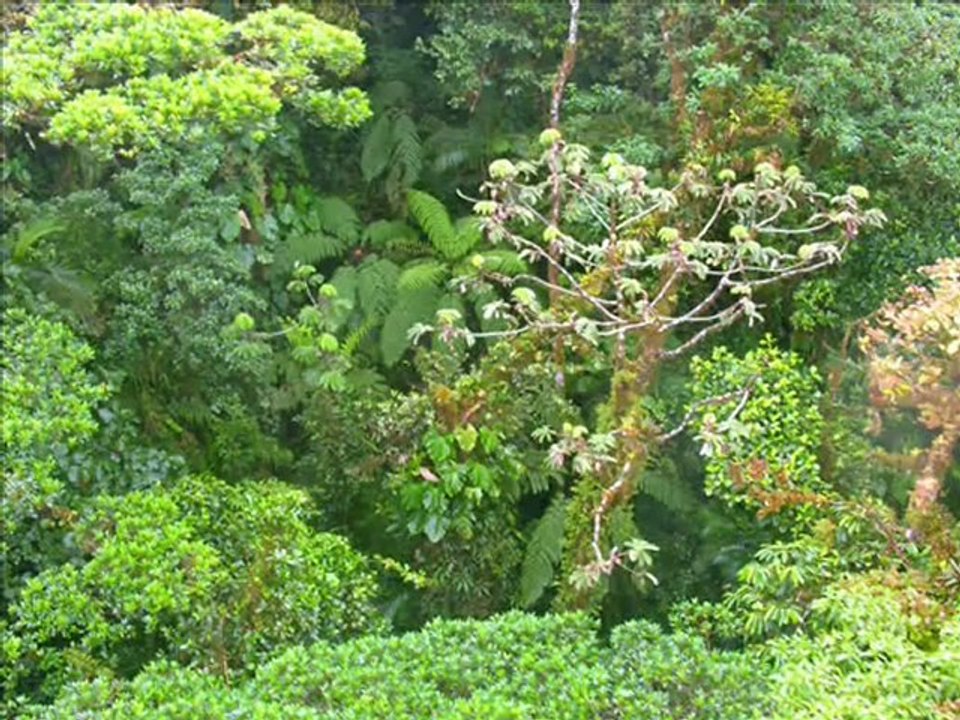 Costa Rica vert