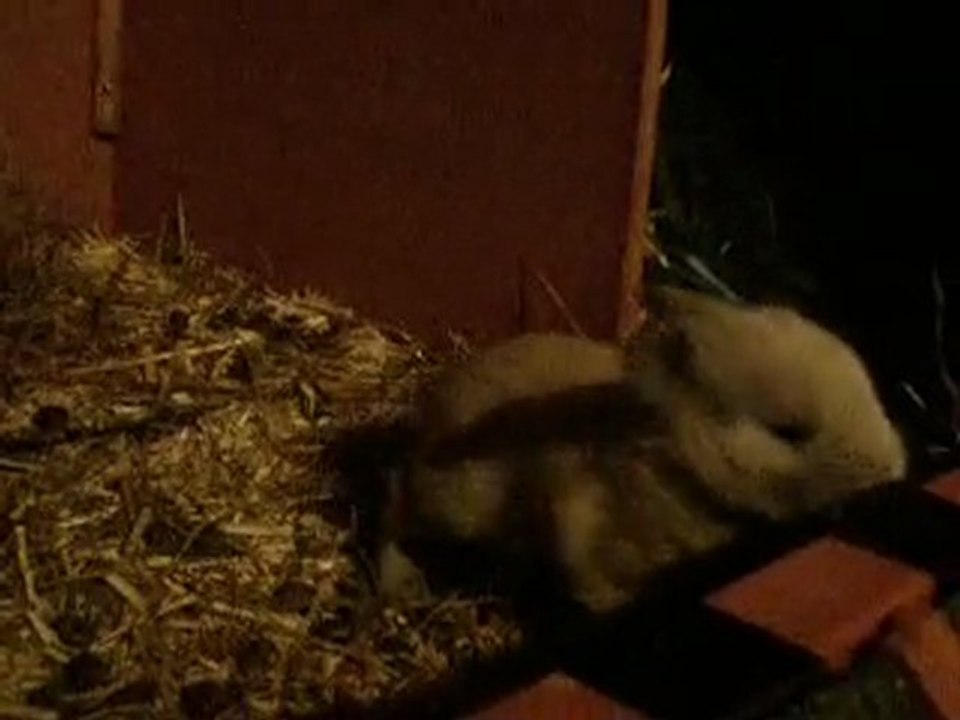 La première sortie d'un bébé de Liouk