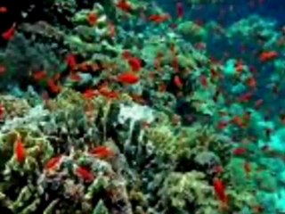 ALİ DOĞAN POTPORİ