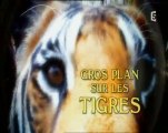 gros plan sur les tigres - Petits casse-cous (1)