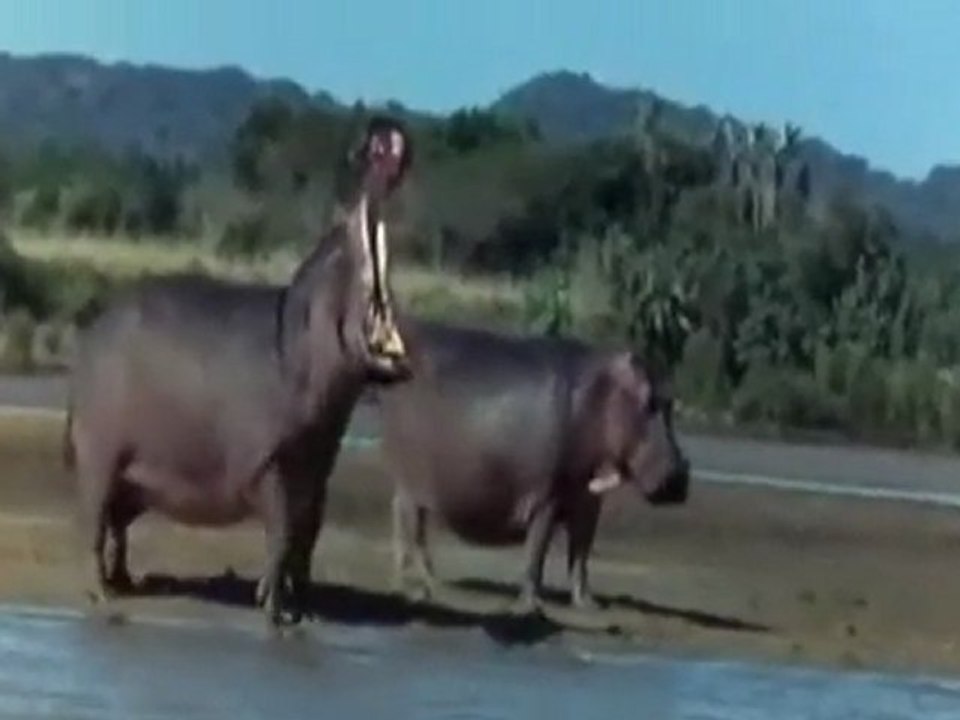 Amarula ağacı...Alkol içeren meyve varmıdır..