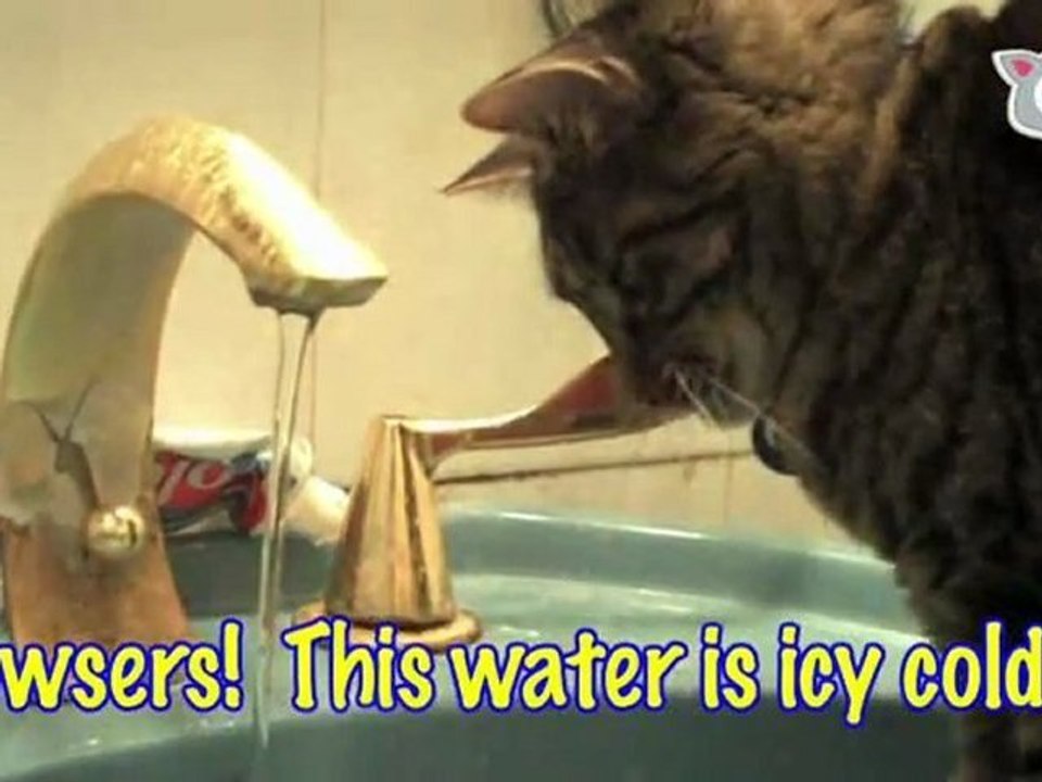 Sadie Is A Thirsty Turtle: Ultra Fur