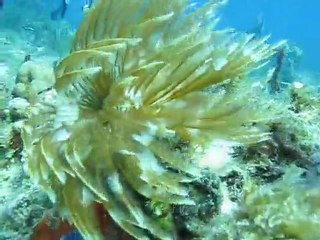 Sabelle Magnifique rentrant dans son tube