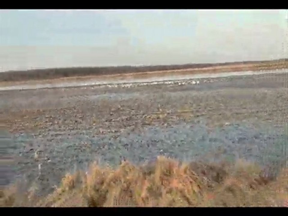 premieres oies du printemp oies chez nous le16 mars 2010