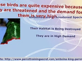 Fun Amboina King Parrot Information