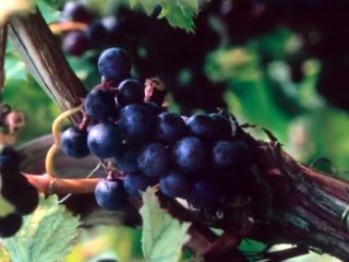 Antioxidant Power from Resveratrol
