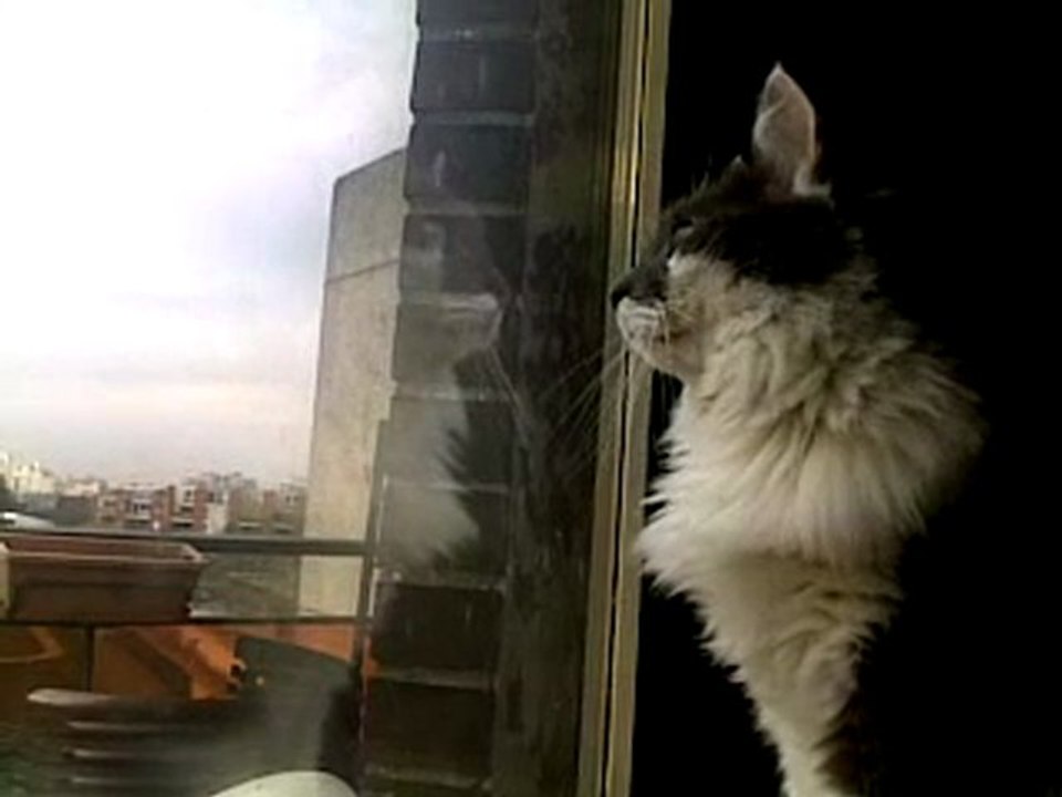 Ct minette et ces oiseaux