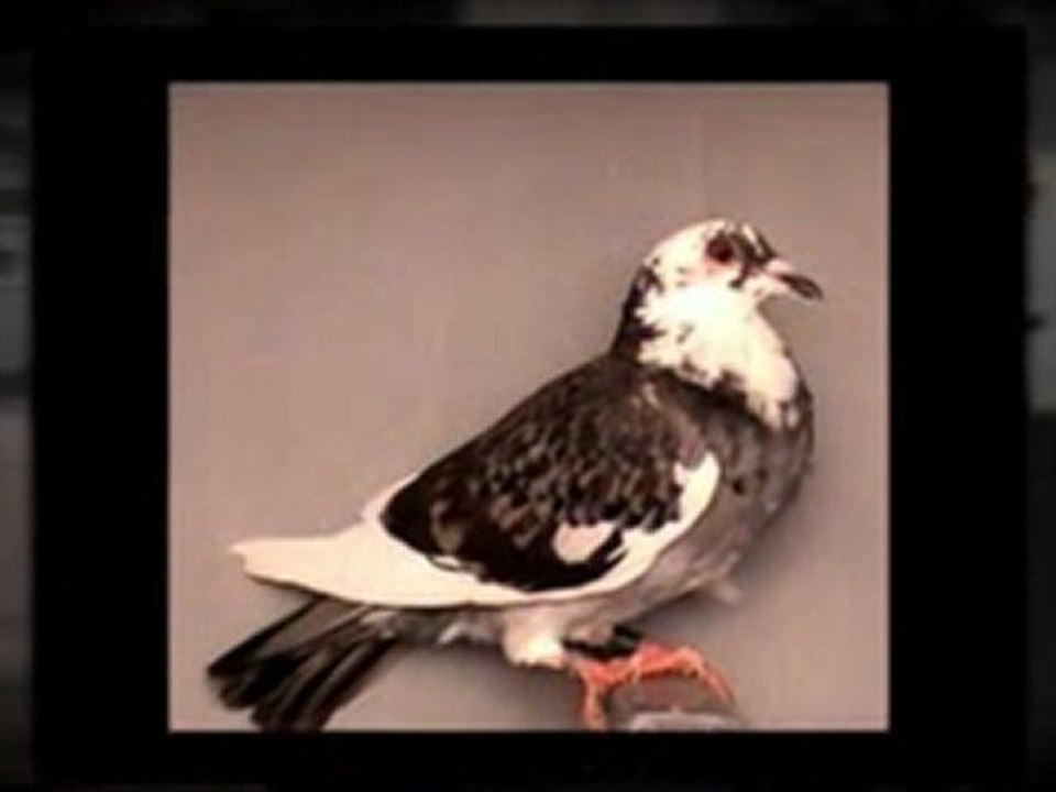 Pigeon Pals Racing Club Daily Results 240