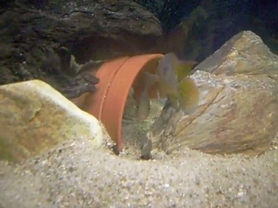 Hypsophrys nicaraguensis jaune " Sab Juan""