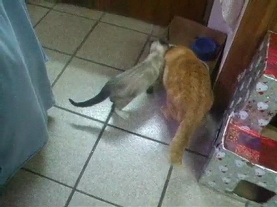 Les meilleures aneries de mes chats