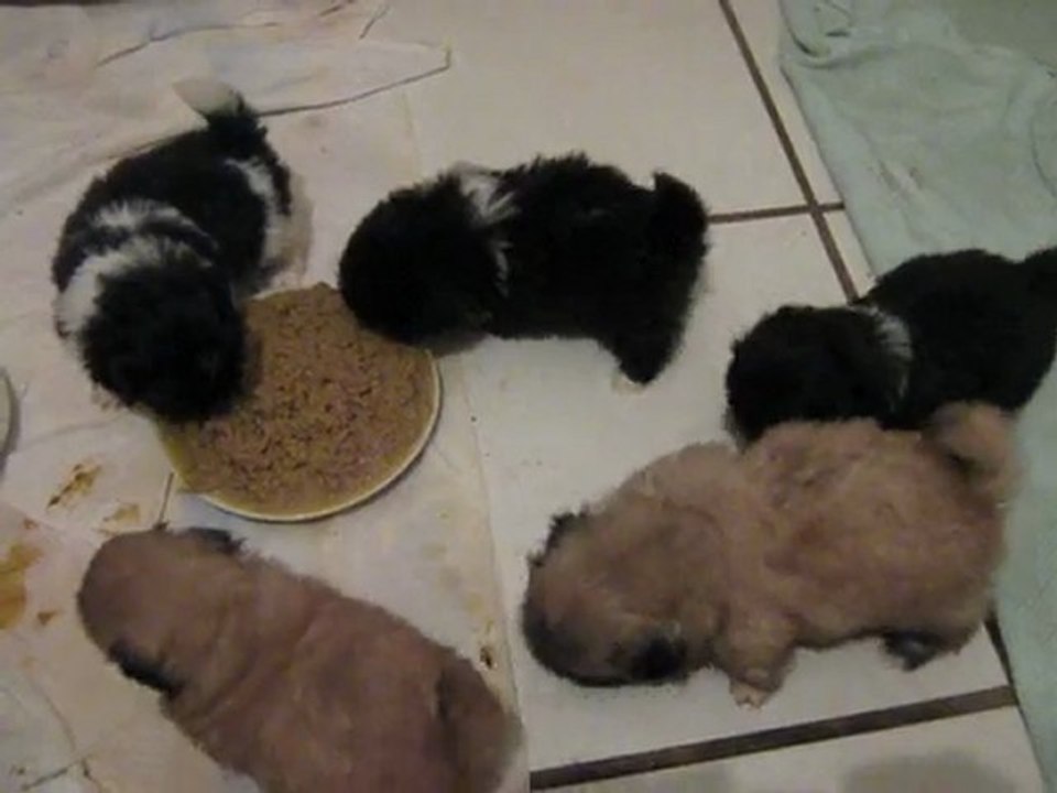 5 semaines