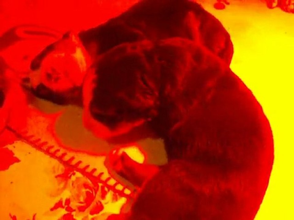 bebes de didi a 13j