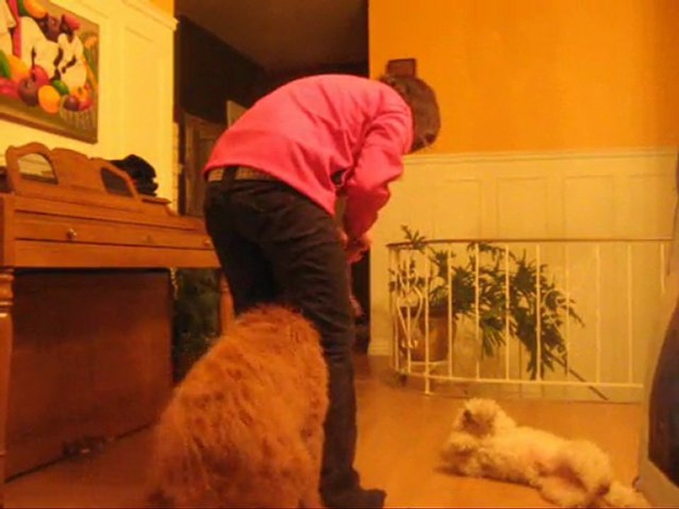 Freestyle canin