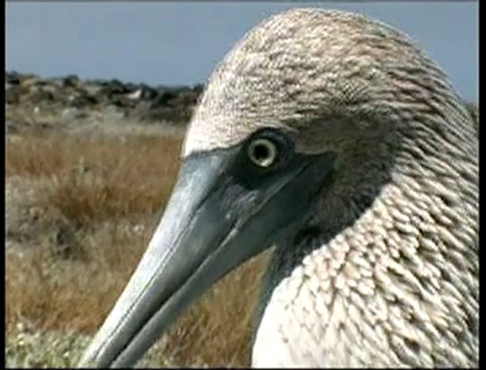 Galapagos & Ecuador