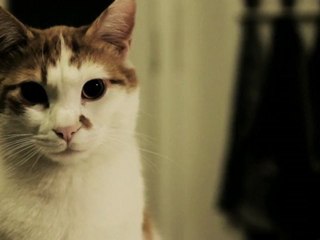 teo the pop cat