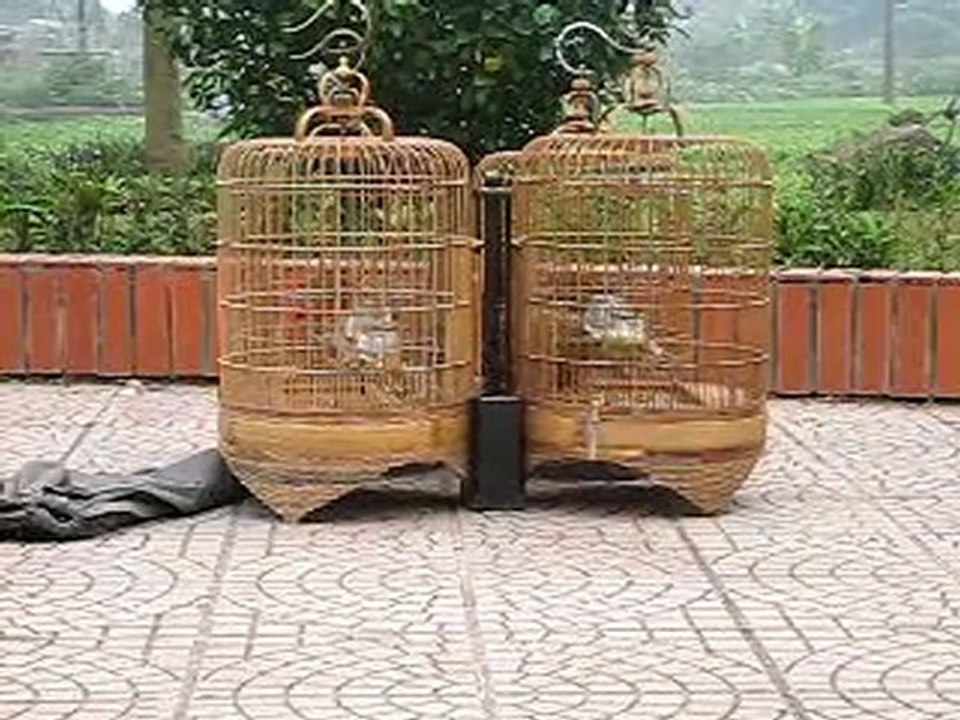 hoa mi ha dong 14.03.2010