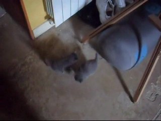 Trois petits chatons