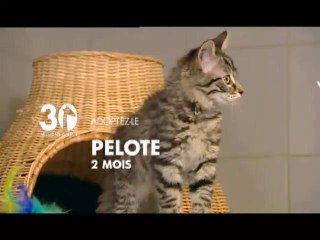 Emission 30 Millions d'Amis - Adoptez Pelote