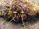 Crabs - underwater HD video