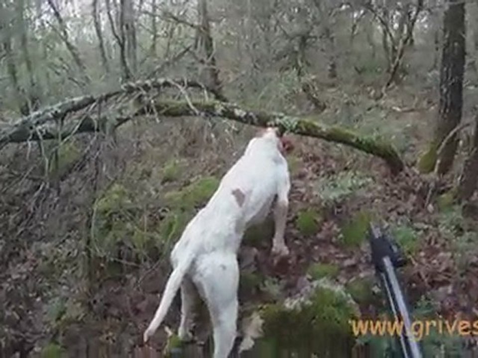 Bécasse - Chasse à la bécasse avec un Pointer - N°1 - Vidéo