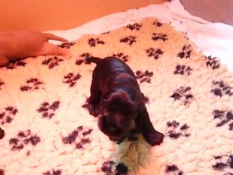 les bébés premiers pas, premiers jeux.