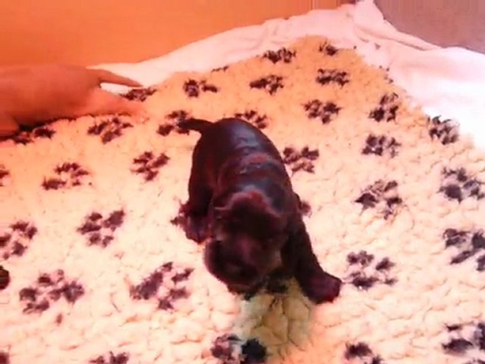 les bébés premiers pas, premiers jeux.