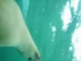 sea lions et dolphins baird bay