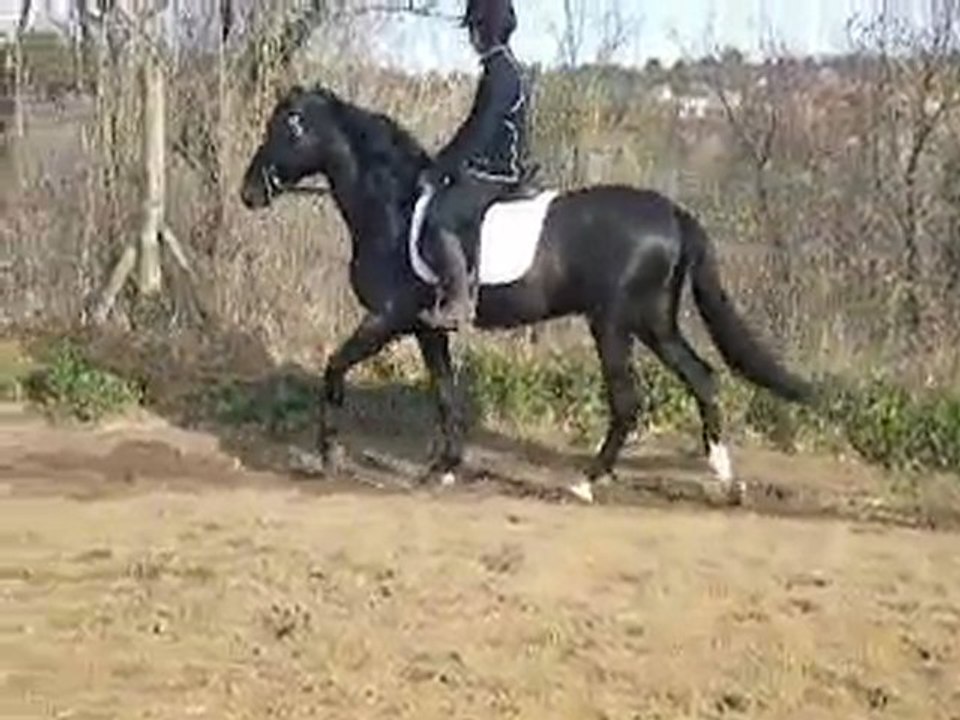 andaloucia negro