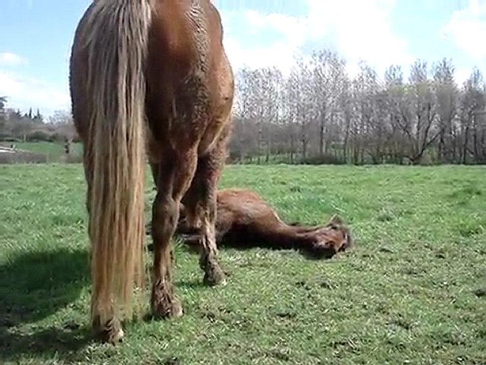 ruby & le poulain endormi