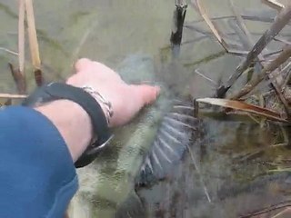 release perche