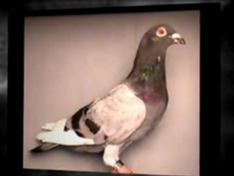 Pigeon Pals Racing Club Daily Results 241