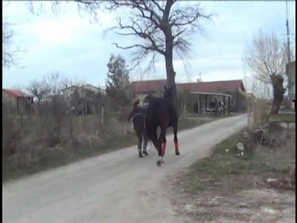 olten_trot_mars_2010