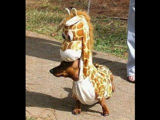 Funny Cute Dogs Doing their Thing!