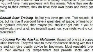 Alaskan Malamute Training