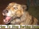 How To Stop Barking Dogs-Learn How To Stop Barking Dogs