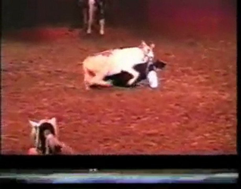 donkey love