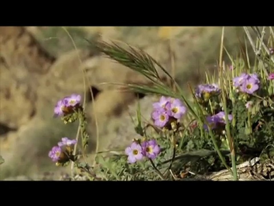 desert de Mojave