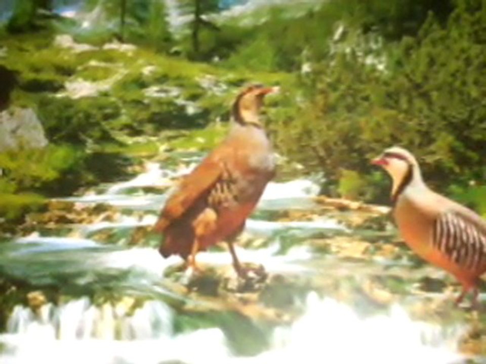 Nedim varol, Tufanbeyli,ADANA,2009,    Belediye