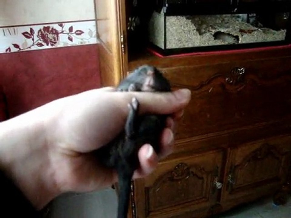 Exercice n°2 - Manipuler ses gerbilles