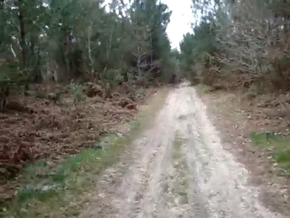 Elwin en forêt n°1