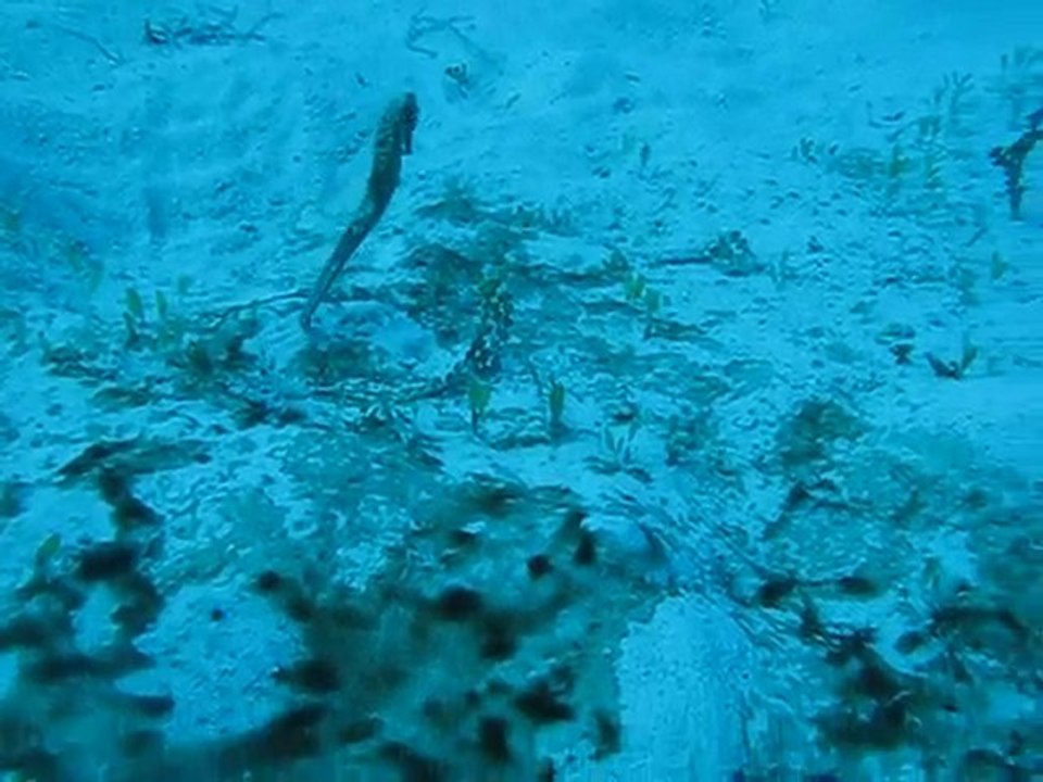 Hippocampe