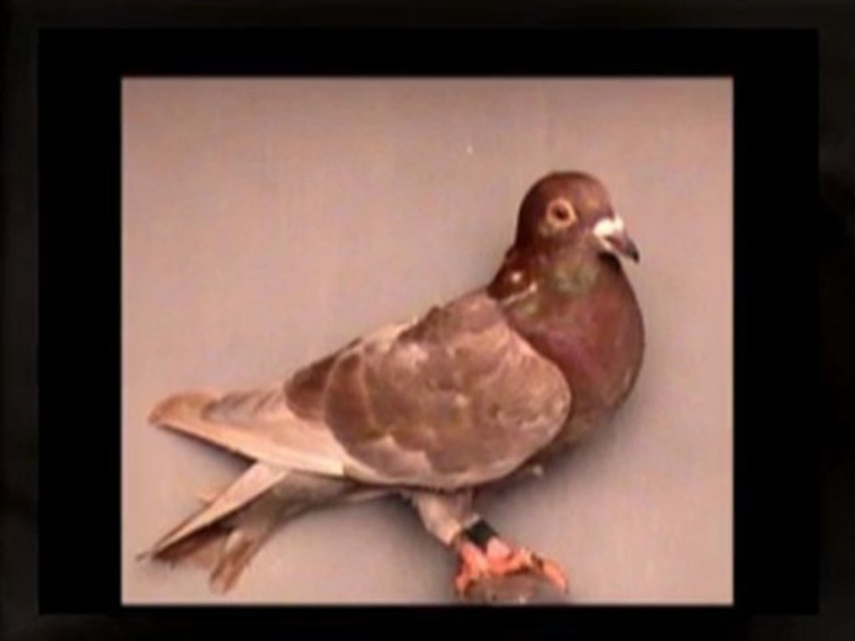 Pigeon Pals Racing Club Daily Results 242