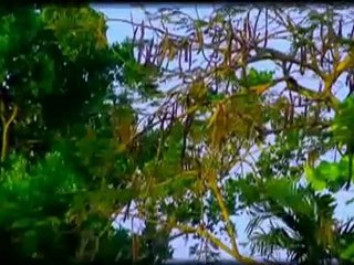 Prezident Brown _ My Confidence