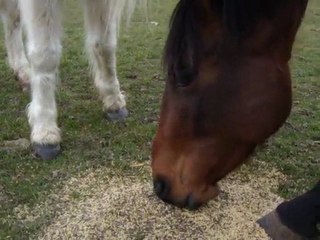 Ténor qui mange les céréales de Trottinette
