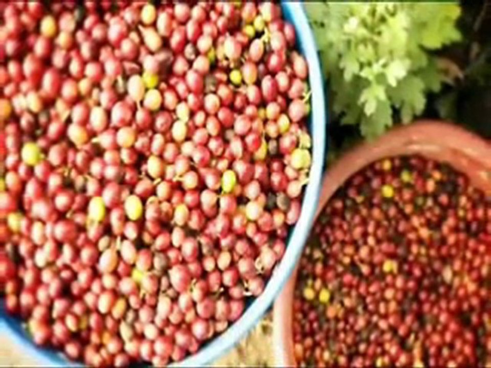 SoZo Coffee Berry, Innovation Starts With SoZo Coffeeberry