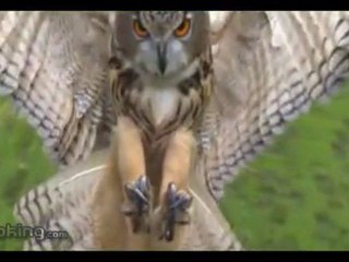 Ağır Çekim Baykuş Saldırı Anı