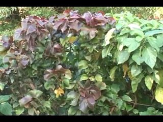 Cuba/Guira tv #4,los apodos,segunda parte y final